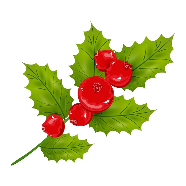 Holly sprig with green leaves and red berries. Christmas holly. Vector illustration.