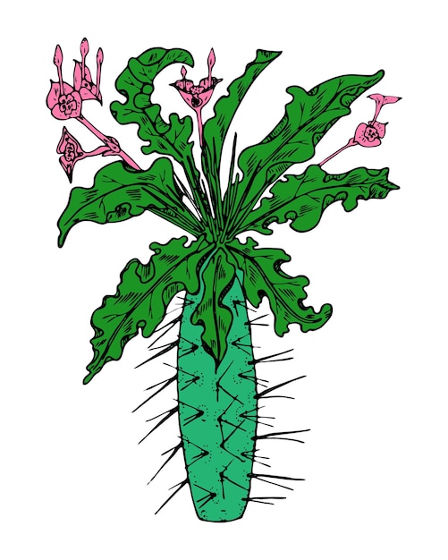 Piante o fiori di cactus domestici elemento carino e accogliente succulente esotico o tropicale con spine incise a mano disegnate nel vecchio schizzo e in stile doodle vintage