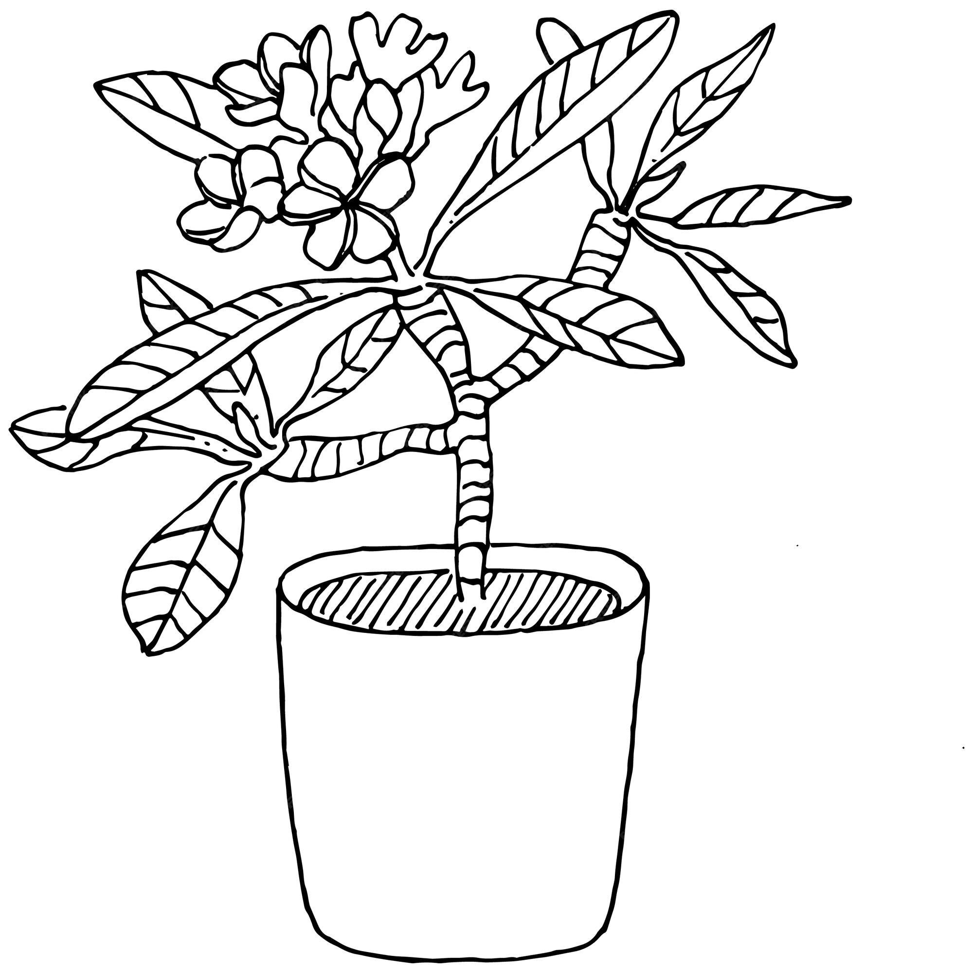 Premium Vector | Home plant in pots sketch. outline drawing isolated ...