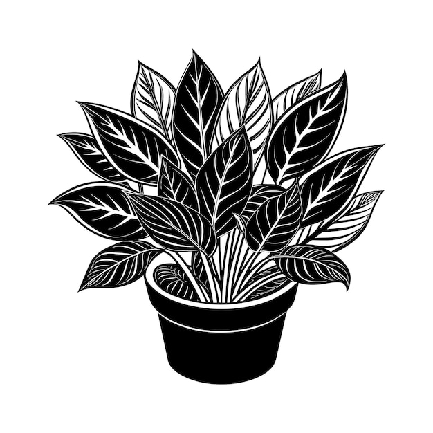 Vector home plant in pots sketch