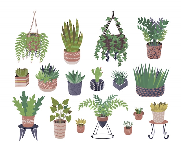 Home plants in flower pots illustration isolated set collection.