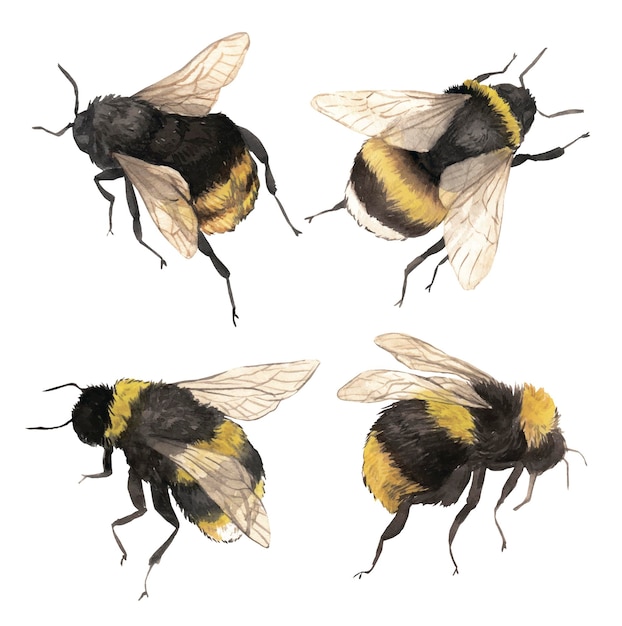 Hommel aquarel clipart set