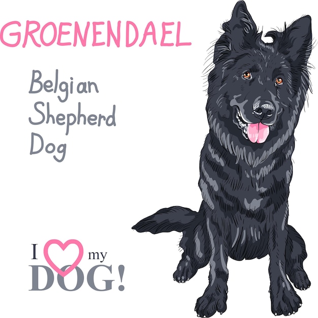 Hond belgische herdershond, ras groenendael