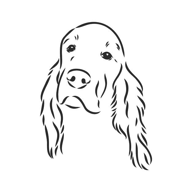 Hond hand getrokken engelse setter vector illustratie geïsoleerde setter vector schets