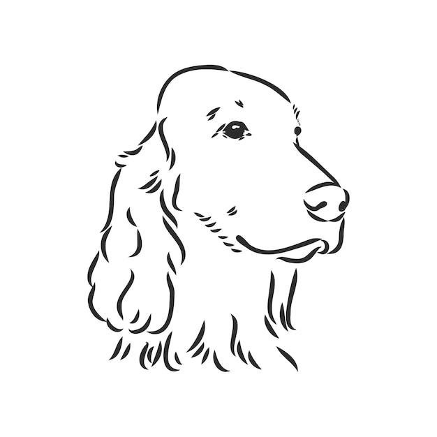 Hond Hand getrokken Engelse setter Vector illustratie geïsoleerde setter vector schets