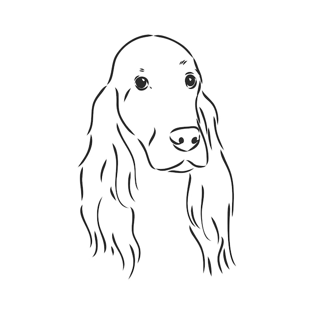 Hond hand getrokken engelse setter vector illustratie geïsoleerde setter vector schets