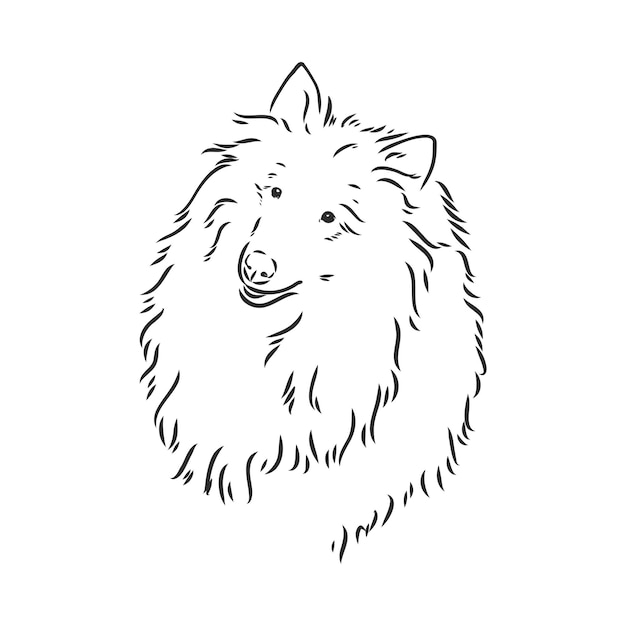 Hond Rough Collie geïsoleerd op een witte achtergrond Vector illustratie collie