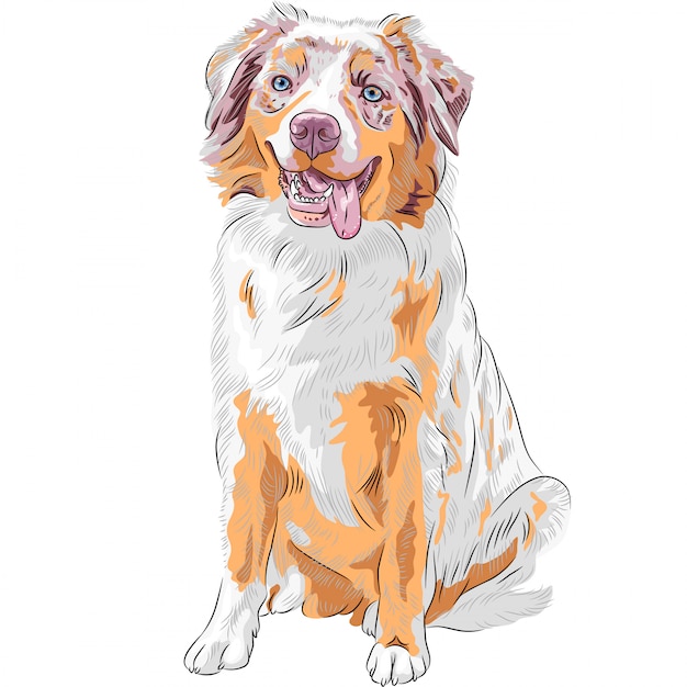 hondenras Red Australian Shepherd