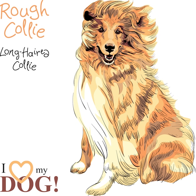 Hondenras rough collie