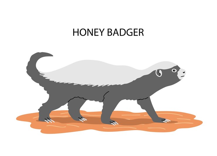 Vector honey badger side view