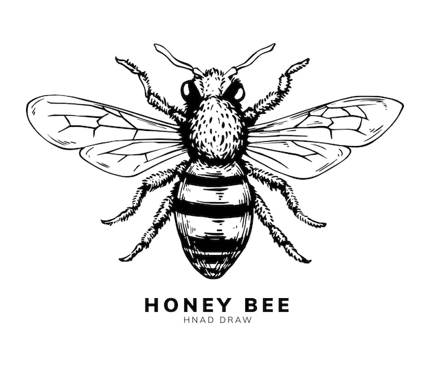 Honey bee hand drawing design