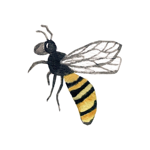 Honey Bee Illustration