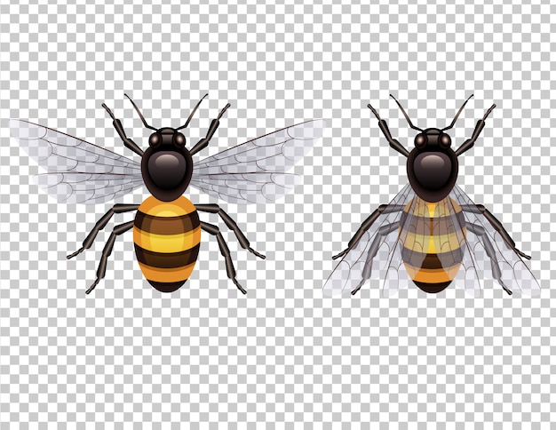 Vector honey bee isolated from background top view