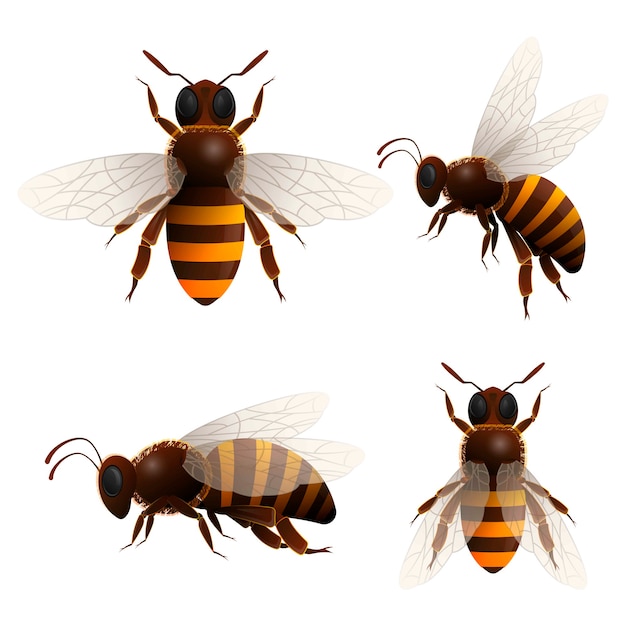 Vector honey bee isolated icons set