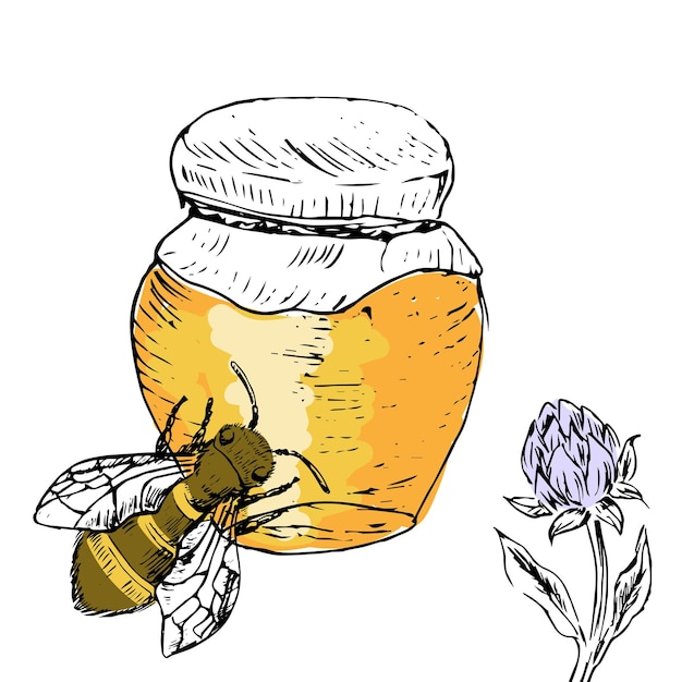 Vector honey jar and bee clover background sketch