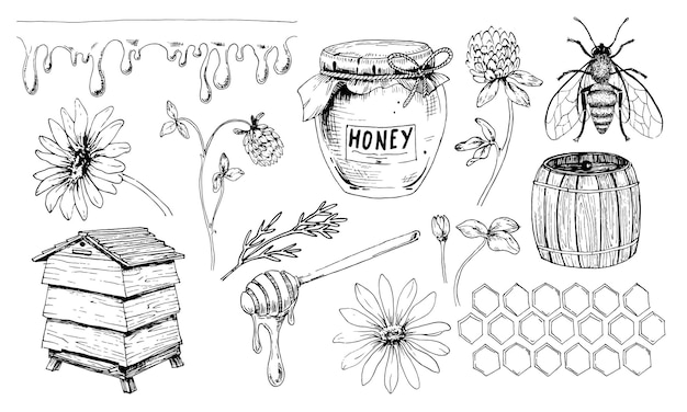 Honey vector set. Drawing of jar and Honeybee. Sketch of beehive and dripper spoon. Wild flow