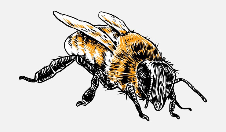 Vector honeybee bee sketch drawing engraving isolated on white background vector illustration
