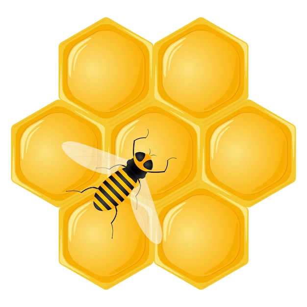 Honeycomb and bee