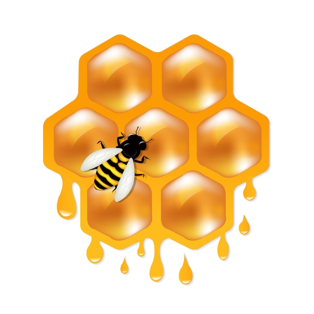 Honeycombs with bee