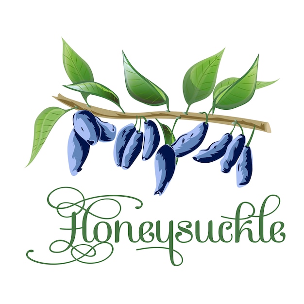 Honeysuckle berry sketch icon