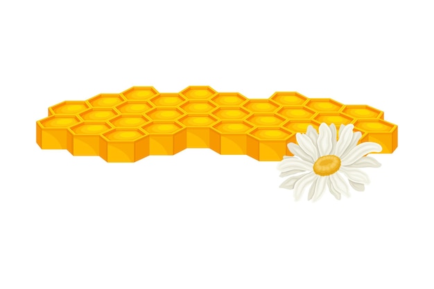 Honing met zeshoekige wascellen en bloemen Vectorillustratie