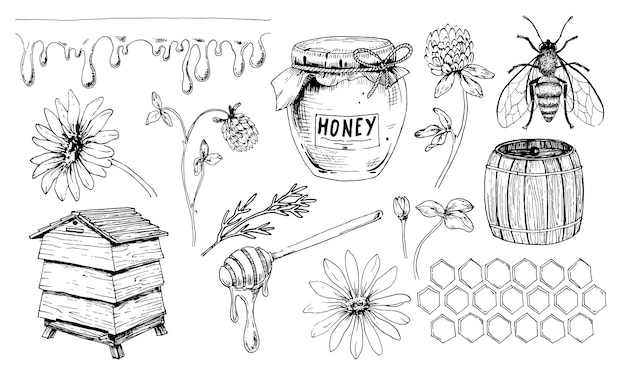 Honing vector set. tekening van pot en honingbij. schets van bijenkorf en druppelaar lepel. wilde stroom
