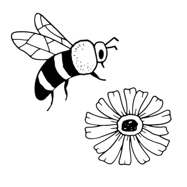 Vector honingbij en bloem geïsoleerd op wit insect in de hand getekende stijl monochroom doodle vectorillustratie