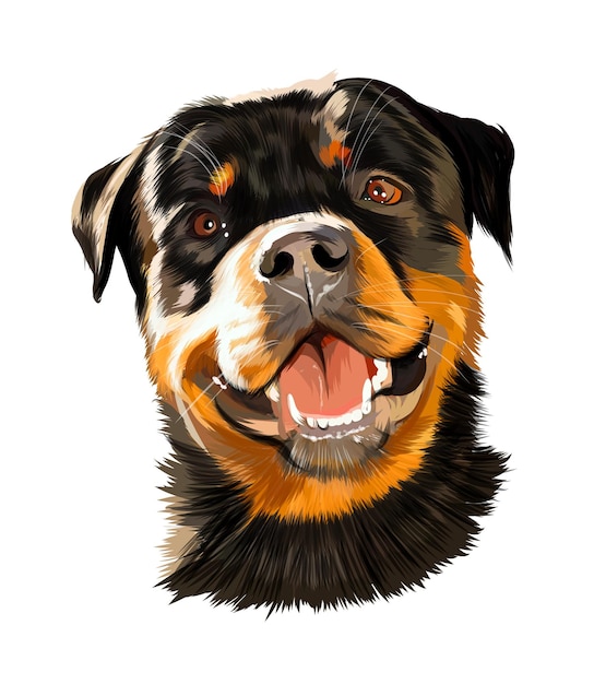 Hoofdportret van Rottweiler Duits hondenras van veelkleurige verven Gekleurde tekening Vector illu