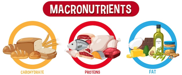 Hoofdvoedselgroepen macronutriënten vector