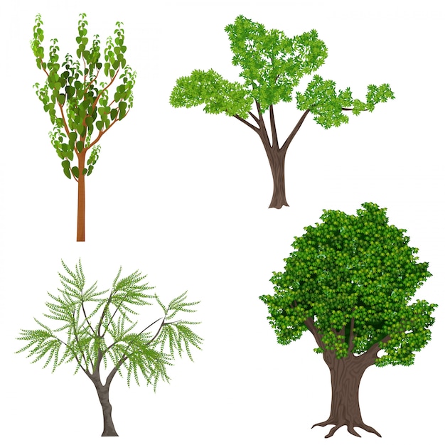 Hoogst gedetailleerde realistische geplaatste bomen