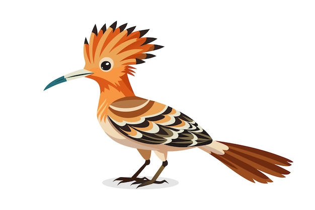 Vector hoopoe bird vector illustration on white background