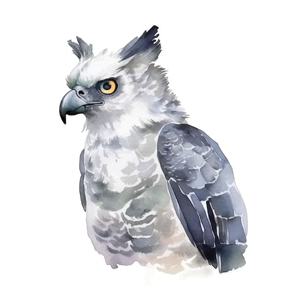 Hoopoe bird vector ilustration