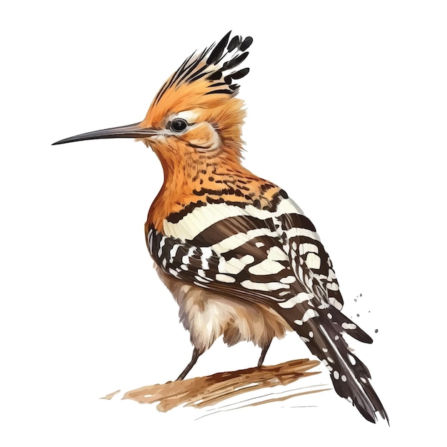 Hoopoe bird vector ilustration