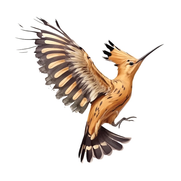 Hoopoe bird vector ilustration