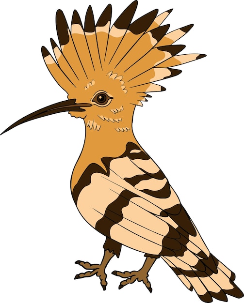 Hoopoe Vector sketch of hand drawn bird