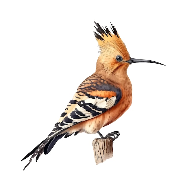 Hoopoe vogel vector ilustratie