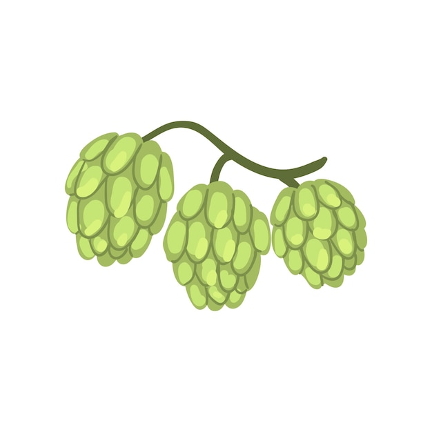 Hop cones humulus lupulus plant element for brewery products design vector Illustration on a white background