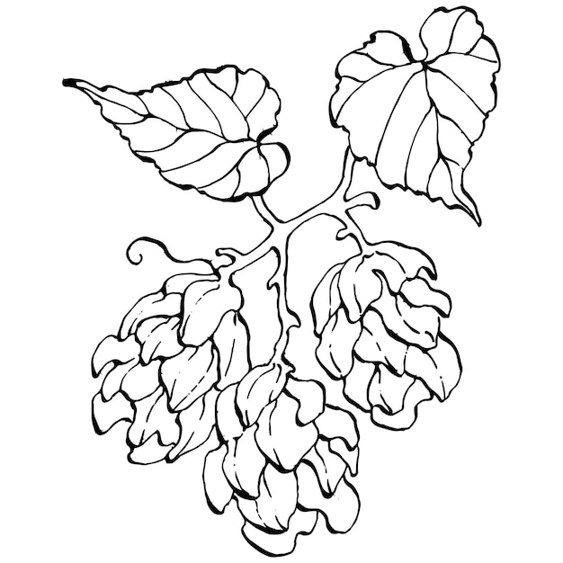 Hop plant, engraving vintage illustration