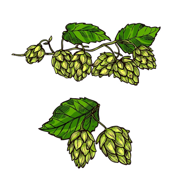 hops plant branches flowers and vector cones
