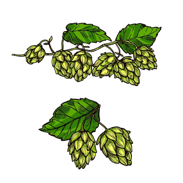 Hops plant branches flowers and vector cones