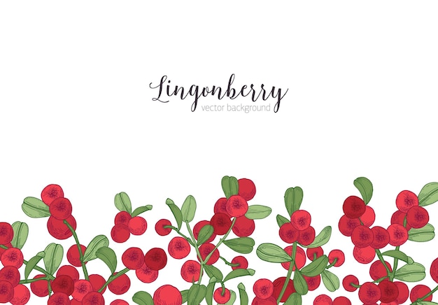 흰색에 하단 가장자리에 그려진 lingonberries 손으로 장식 된 가로 배경