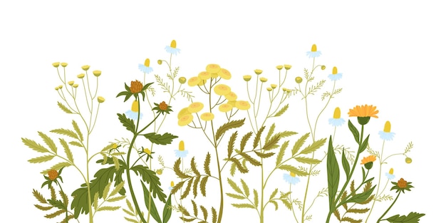горизонтальная композиция из растущих полевых цветов, дикорастущих лекарственных трав. Крапива, пижма, ромашка