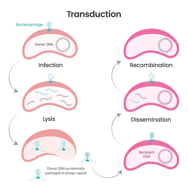 Vettore trasferimento genico orizzontale tramite illustrazione vettoriale di trasduzione infografica scientifica