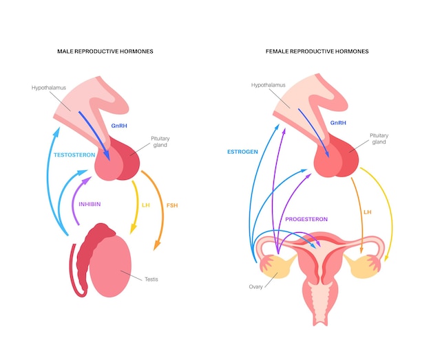 벡터 남성과 여성 생식의 호르몬 조절. 뇌하수체, 자궁 및 고환 해부학. 테스토스테론, 프로게스테론 및 에스트로겐이 시상하부에서 내부 장기 벡터 일러스트레이션으로 전달되는 경로