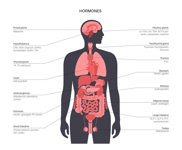 Hormonen in menselijk lichaam