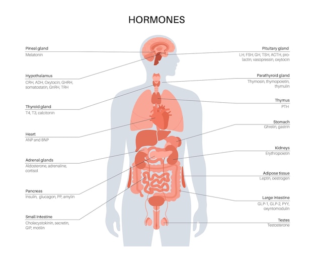 Vector hormonen in menselijk lichaam