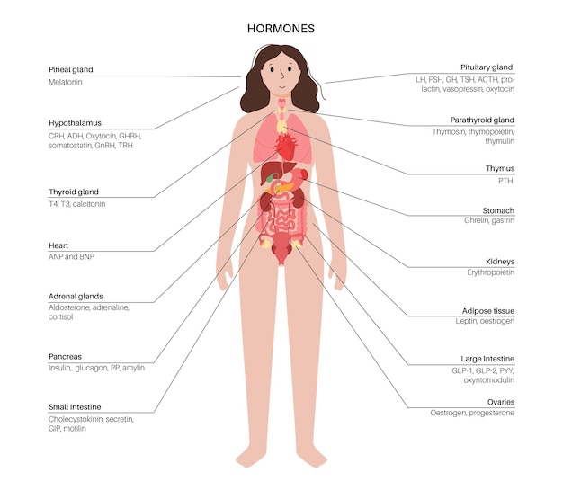 Vector hormones in female body