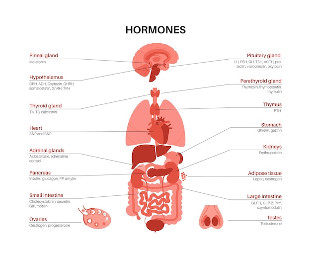 Vector hormones in human body