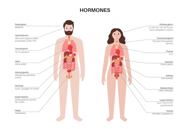 Vector hormones in human body