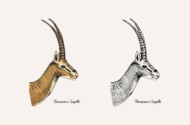 Premium Vector | Horn and antlers animals impala gazelle and greater kudu  fallow deer